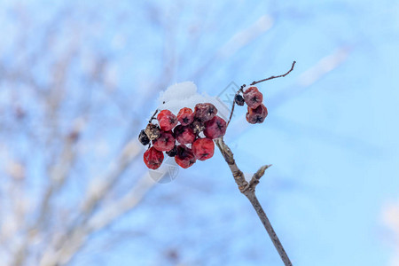 一层霜下的冷冻浆果寒冷的冬天下的雪图片