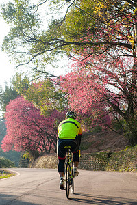 在一连串盛开的樱桃树下自行车图片