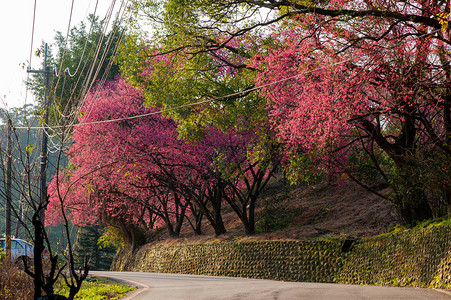 一连串开花的樱桃树图片