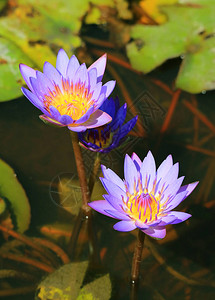 彩池中两朵闪亮的紫花的垂直图像和背景图片