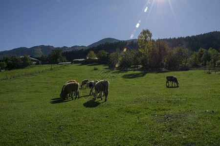 小牛在草原上吃草图片
