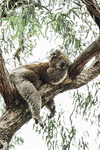 一只考拉睡在靠近桉树的枝上由于2019年的澳大利亚大火图片