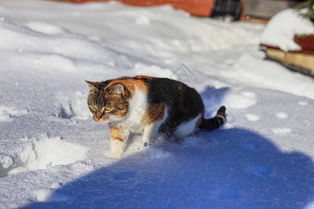 野生猫科动物在美好的日子里穿过雪地家猫在玩雪和球创造力嬉戏图片