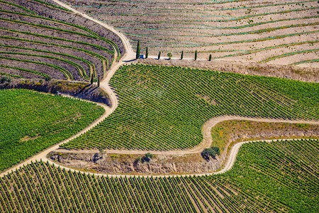 欧洲葡萄牙杜罗河谷美丽的葡萄园详情图片
