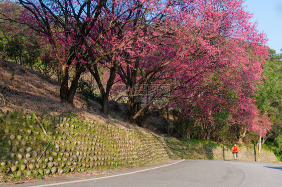 山上一条满是沙库拉的山路骑自行车图片