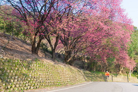 台北故宫博物院山上一条满是沙库拉的山路骑自行车背景