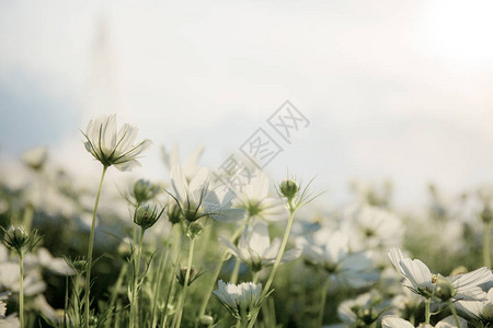 田野上的白色波斯菊花与天空图片