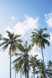与蓝天的椰子树在阳光下图片