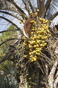 加那利岛枣椰树凤凰canariensis在公园里图片