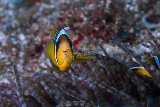 两条鱼或小丑鱼AmphiprionAlardi游到它上面图片