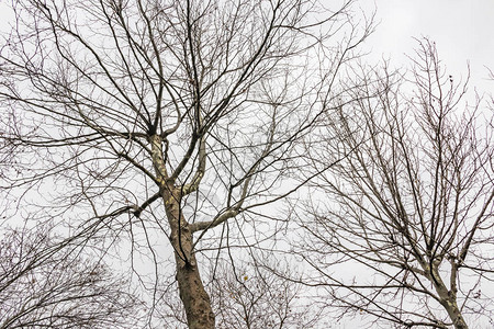 冬季树木和气候多图片