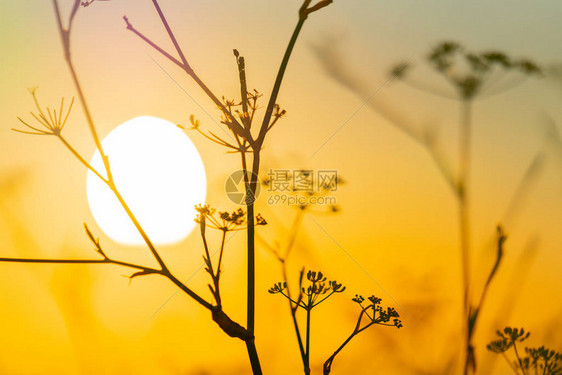 太阳升起的和能量在野花月图片