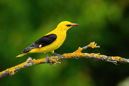 充满活力的黄色鸟坐在大图片