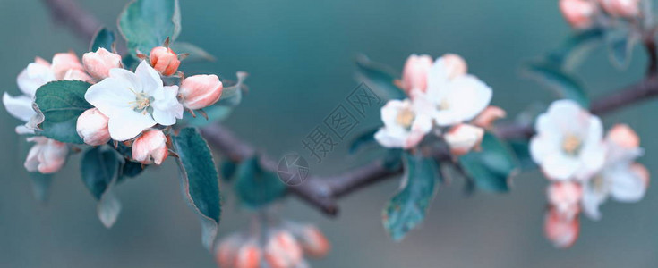 美丽的开花日本樱花樱花春日鲜图片