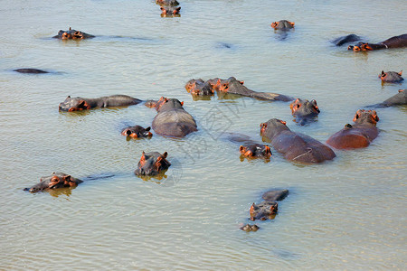 普通的河马Hippopotamusamphibius或河马图片