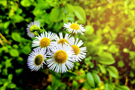 白菊花特写与选择焦点图片