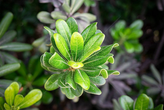 雨后树屋韭菜永生植物园的特写图像图片