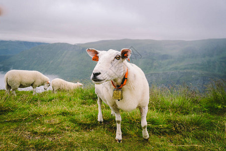 山区农场的羊在山谷放牧的绵羊挪威山顶上的绵羊图片