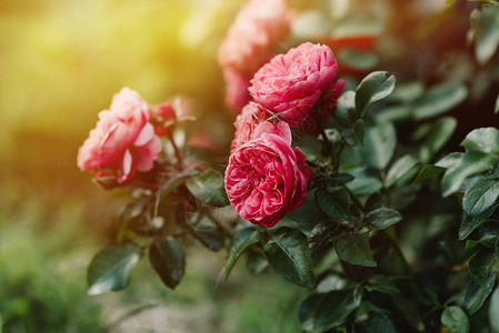 花岗中粉红色玫瑰的木丛图片