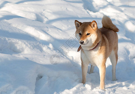 在阳光明媚的冬季天站在雪上站着雪中日本沙巴图片