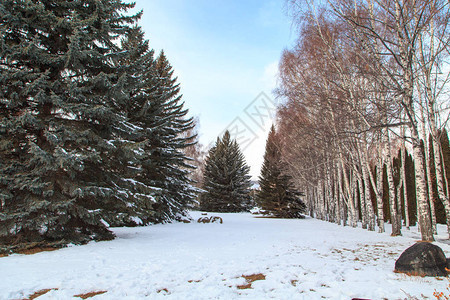 冬季公园圣诞树绿和雪下小树的荒凉之地雪图片