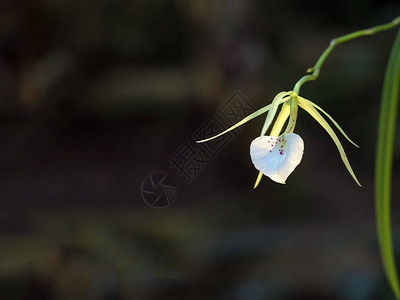 罕见的观赏兰花布拉萨沃拉的花兰科图片