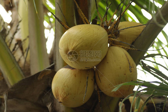 一种含有黄皮椰子的椰子图片