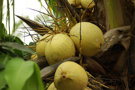 一种含有黄皮椰子的椰子图片