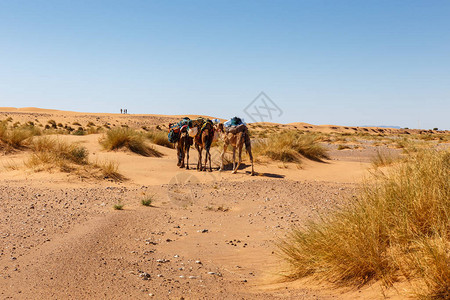 撒哈拉沙漠沙丘中的骆驼车队图片