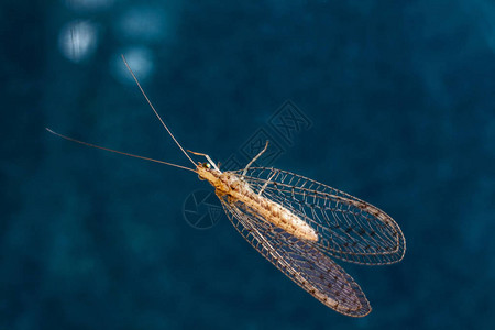 裂缝的幼虫是兔子生物控制的理想媒介图片