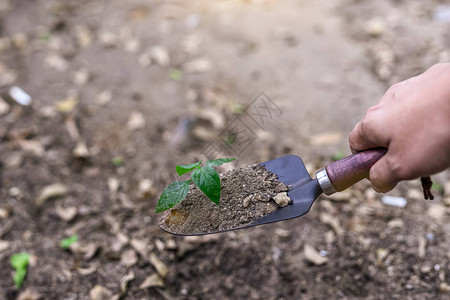 洛阳铲勺柄用小绿树挖土的照片背景