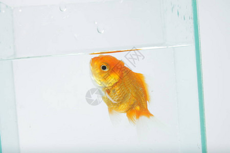 Oranda金鱼Carassiusanuratusauratus图片