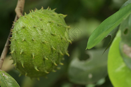 Soursop番荔枝果实在树上背景图片