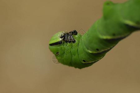 绿刺鹰飞蛾斯芬克斯毛虫图片