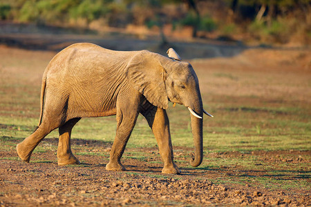 Africana也称为非洲草原大象图片