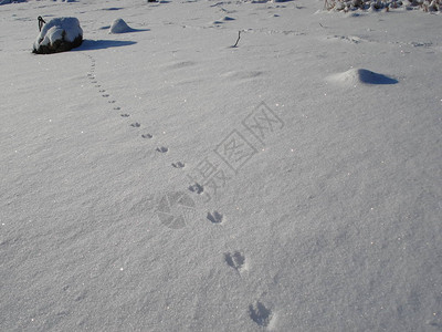 公园里的一个湖泊的冬季场景有白雪覆盖的树木和海滩图片