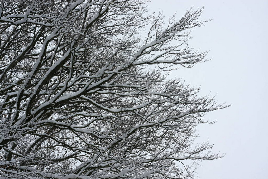 冬季极端降雪后的冬季森林创造了一个白色的冬季仙境和冬季梦想图片