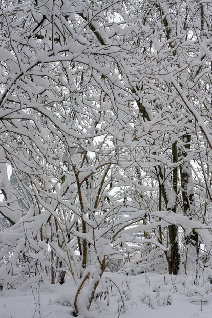 冬季极端降雪后的冬季森林创造了一个白色的冬季仙境和冬季梦想图片