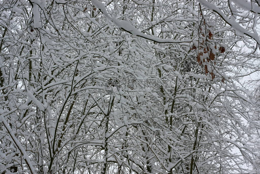 冬季极端降雪后的冬季森林创造了一个白色的冬季仙境和冬季梦想图片