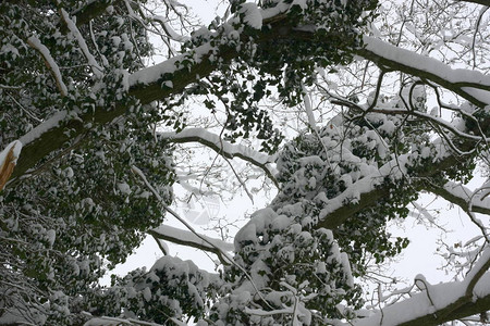 冬季极端降雪后的冬季森林创造了一个白色的冬季仙境和冬季梦想图片
