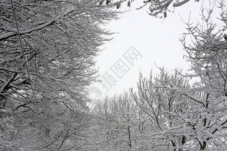 冬季极端降雪后的冬季森林创造了一个白色的冬季仙境和冬季梦想图片