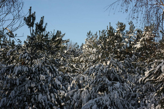 冬季极端降雪后的冬季森林创造了一个白色的冬季仙境和冬季梦想图片