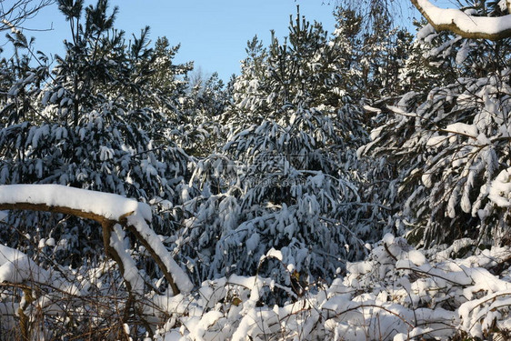 冬季极端降雪后的冬季森林创造了一个白色的冬季仙境和冬季梦想图片