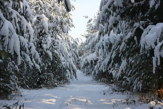 冬季极端降雪后的冬季创造了一个白色的冬季仙境和冬季梦想图片