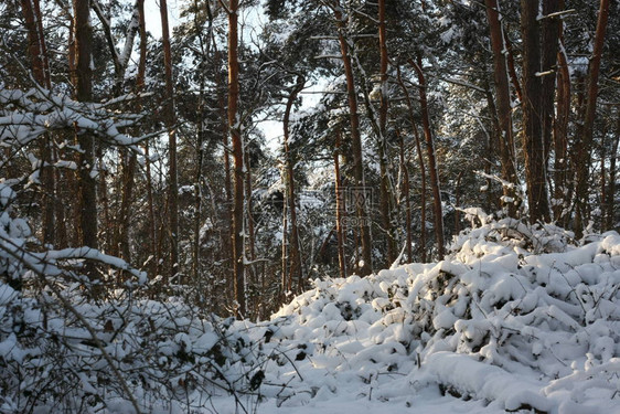 冬季极端降雪后的冬季森林创造了一个白色的冬季仙境和冬季梦想图片