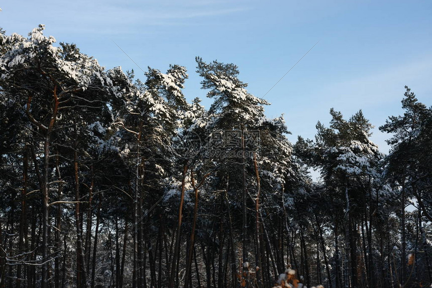 冬季极端降雪后的冬季森林创造了一个白色的冬季仙境和冬季梦想图片