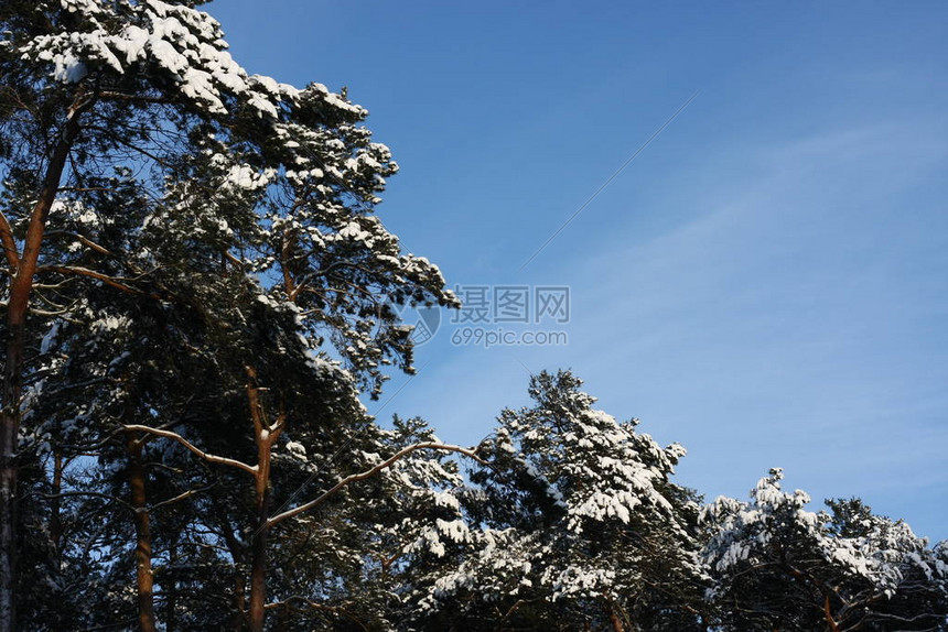 冬季极端降雪后的冬季森林创造了一个白色的冬季仙境和冬季梦想图片