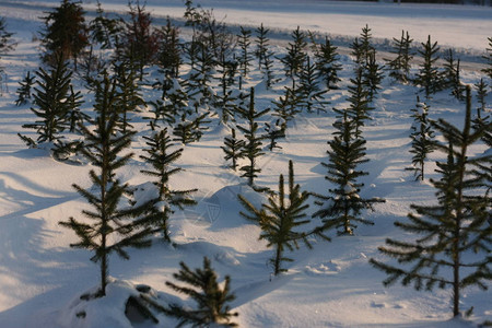 冬季极端降雪后的冬季森林创造了一个白色的冬季仙境和冬季梦想图片