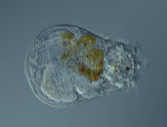 Parameciumcaudatum是显微镜下的单细胞纤毛原生动物和细菌属图片