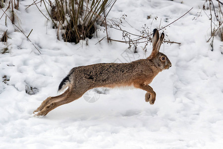 关闭在冬天领域跑的野兔图片